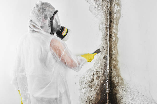 Best Attic Mold Removal  in Texanna, OK