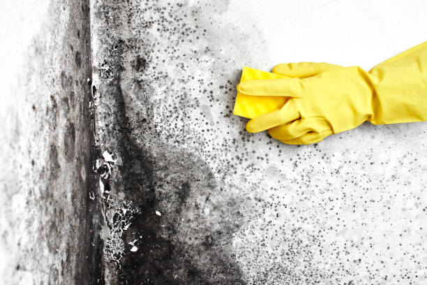 Best Black Mold Removal  in Texanna, OK