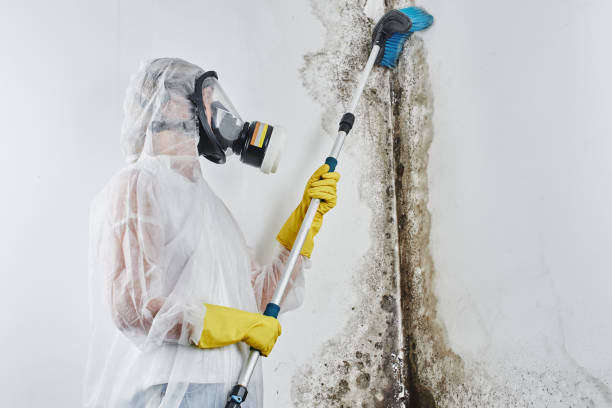 Best Affordable Mold Removal  in Texanna, OK