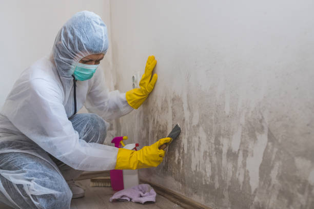 Best Local Mold Removal Service  in Texanna, OK