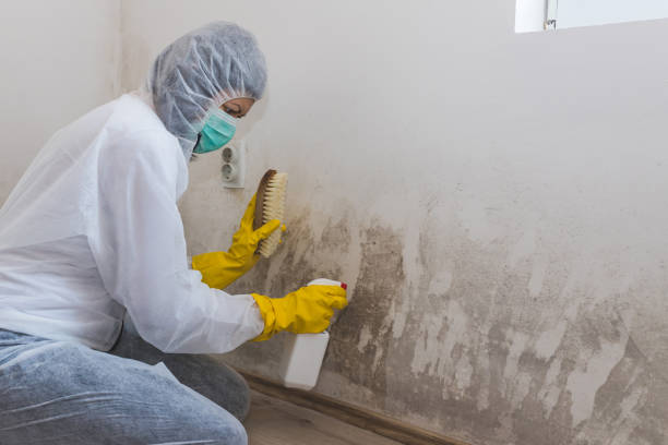 Trusted Texanna, OK Mold Removal Experts