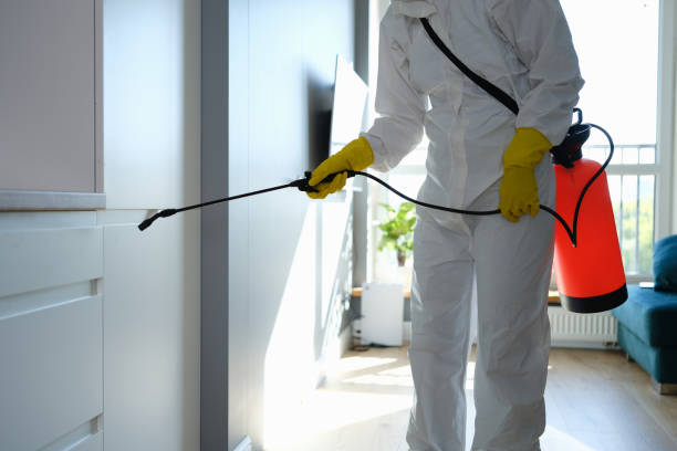 Best Same-Day Mold Removal  in Texanna, OK