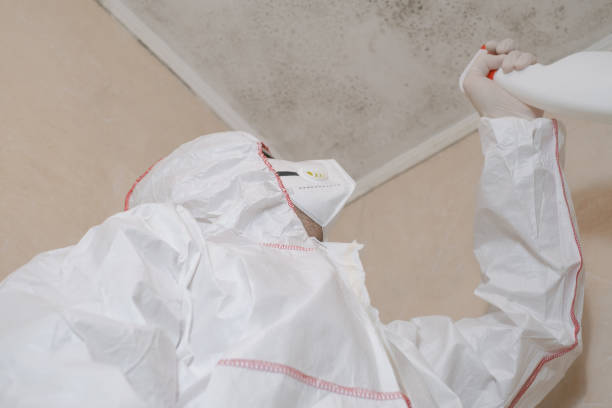 Best Attic Mold Removal  in Texanna, OK