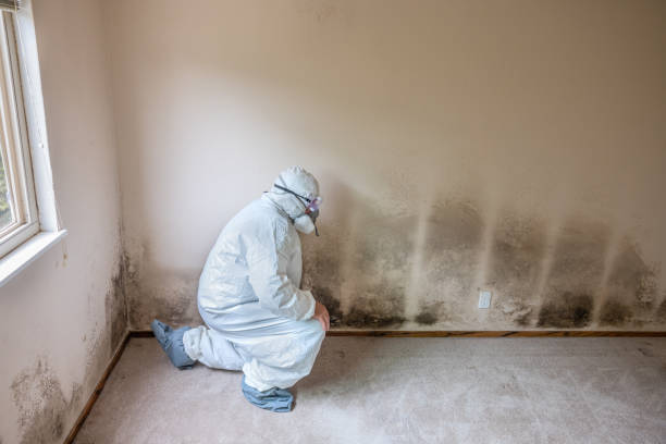 Best Certified Mold Removal  in Texanna, OK