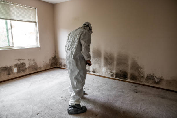 Home Mold Removal in Texanna, OK
