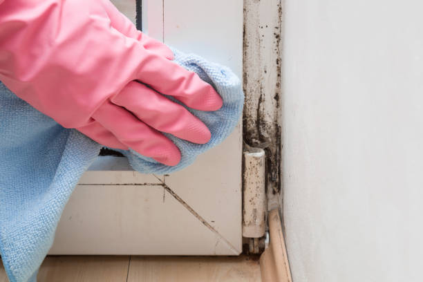 Best Mold Removal Company Near Me  in Texanna, OK